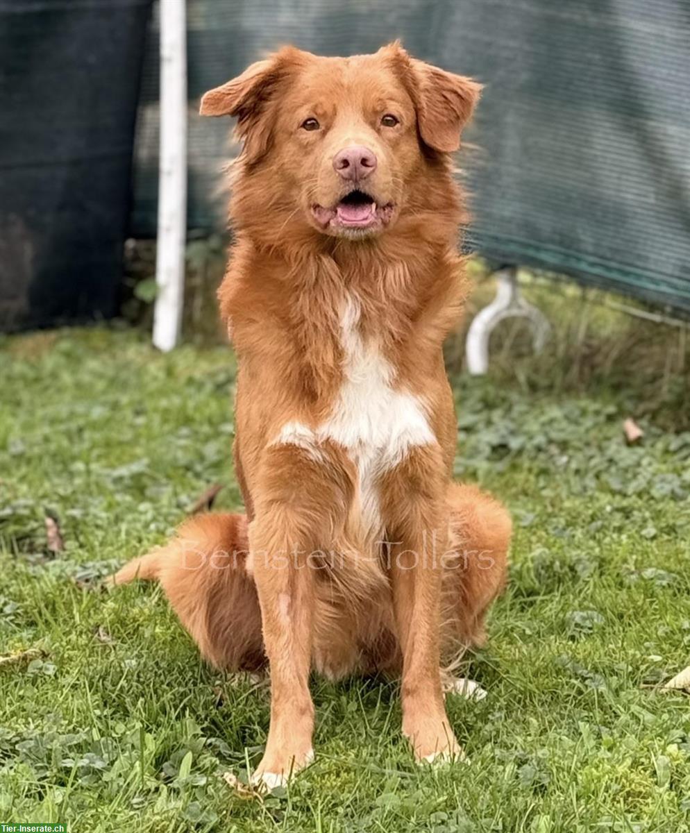 Bild 6: Nova Scotia Duck Tolling Retriever Deckrüde, nicht zum Verkauf!