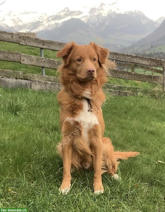 Bild 7: Nova Scotia Duck Tolling Retriever Deckrüde, nicht zum Verkauf!