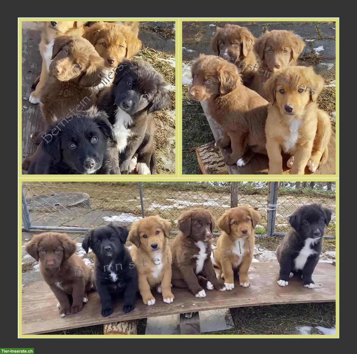 Bild 9: Nova Scotia Duck Tolling Retriever Deckrüde, nicht zum Verkauf!