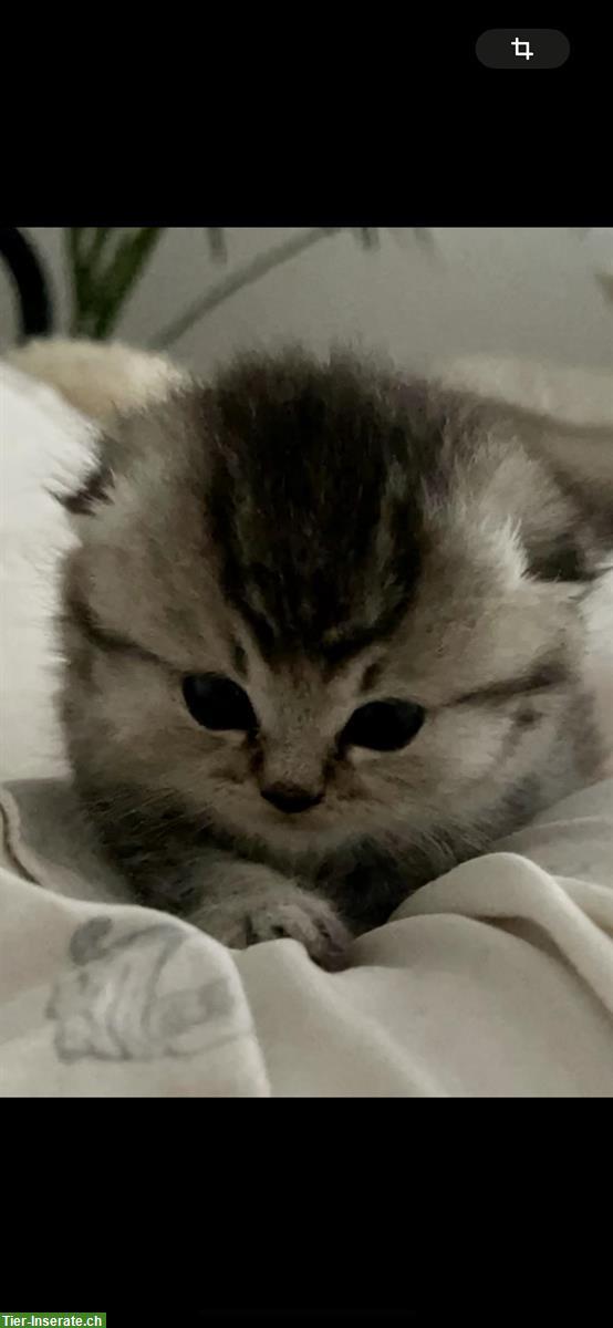 Bild 5: BHK Kitten zu verkaufen