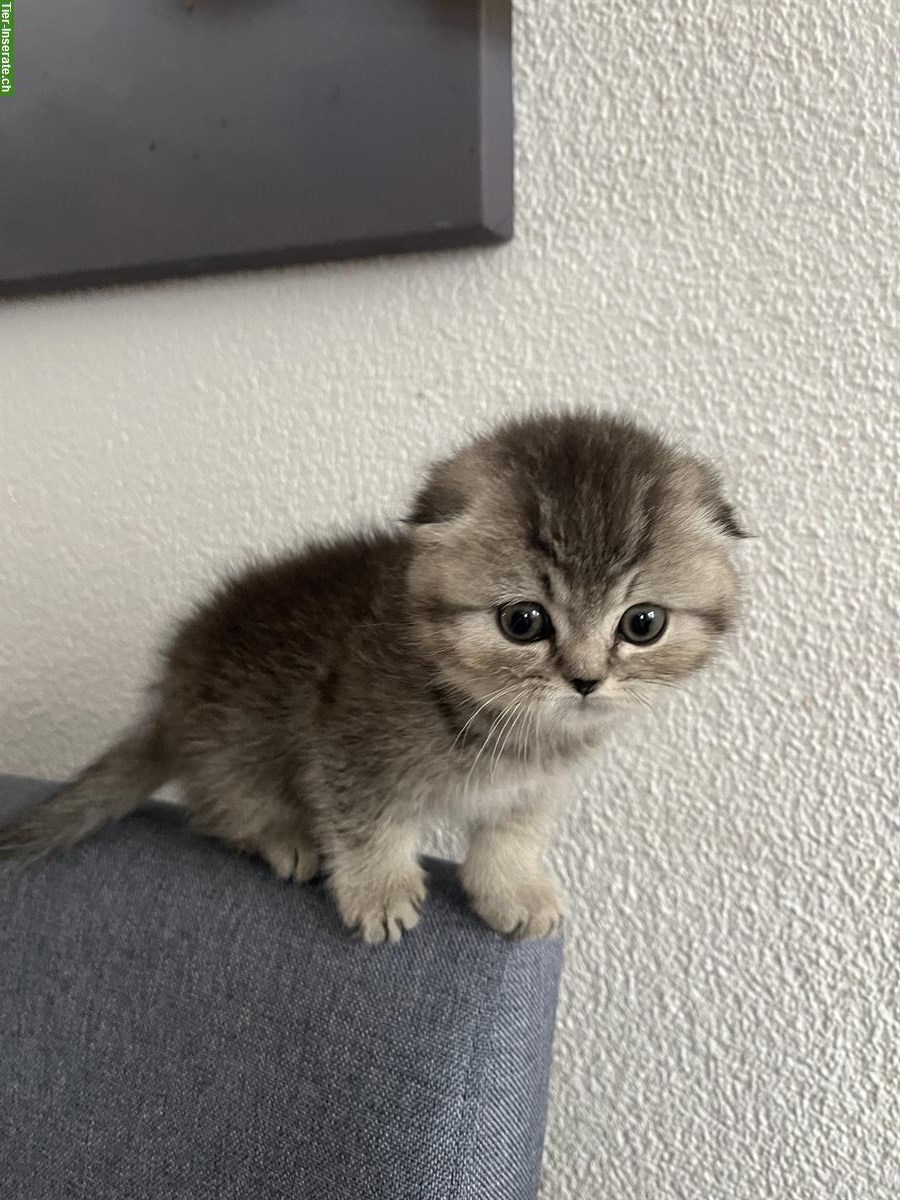 Bild 6: BHK Kitten zu verkaufen