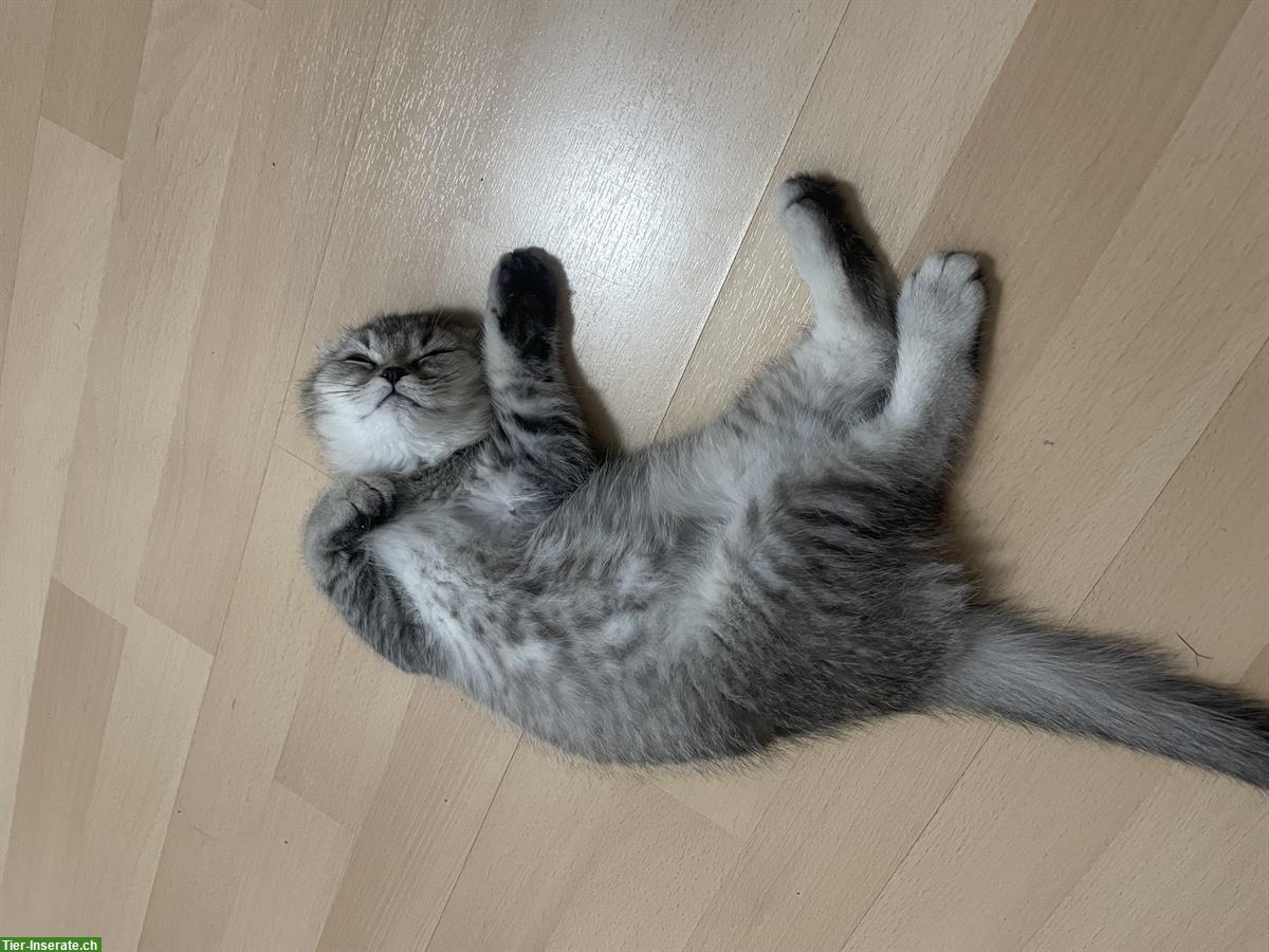 Bild 8: BHK Kitten zu verkaufen