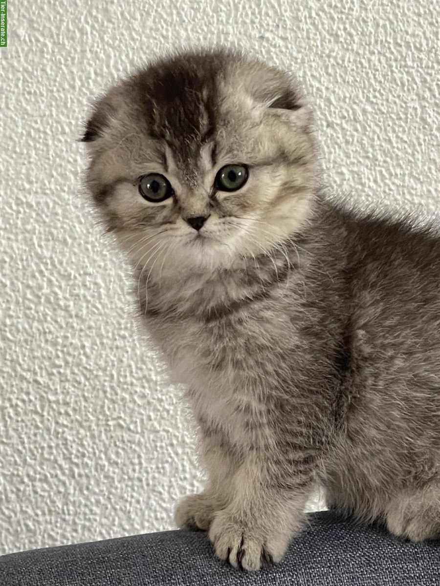 Bild 9: BHK Kitten zu verkaufen