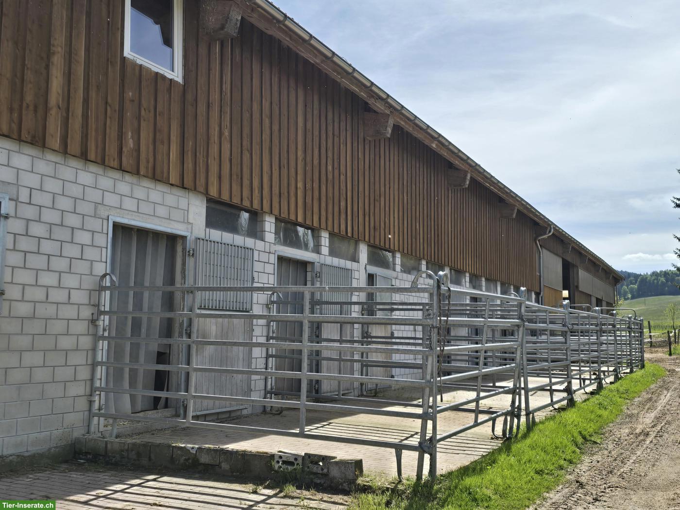 Bild 7: Pferdeboxen & Freilauf / Boxes et stabulations libres Tramelan BE