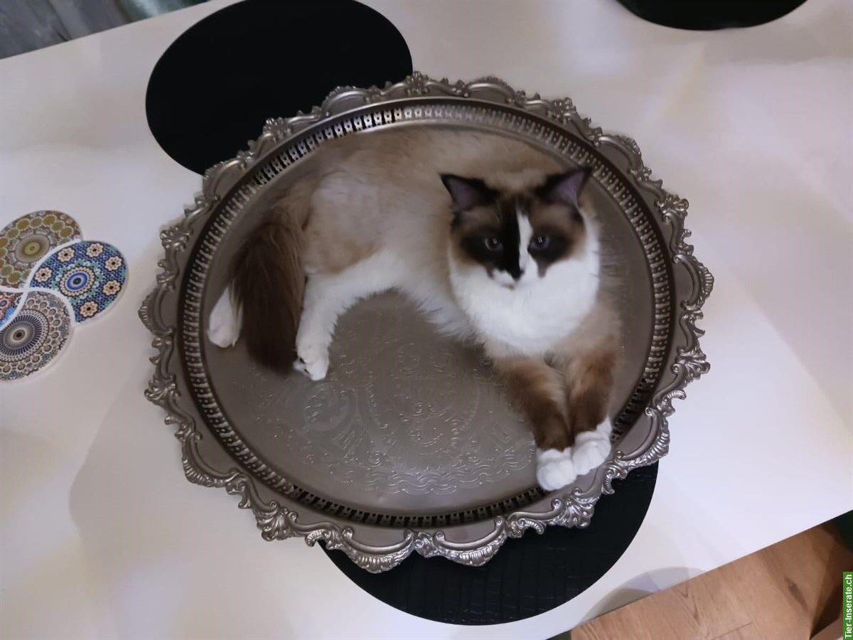 Wunderschöner Ragdoll Deckkater, reinrassig