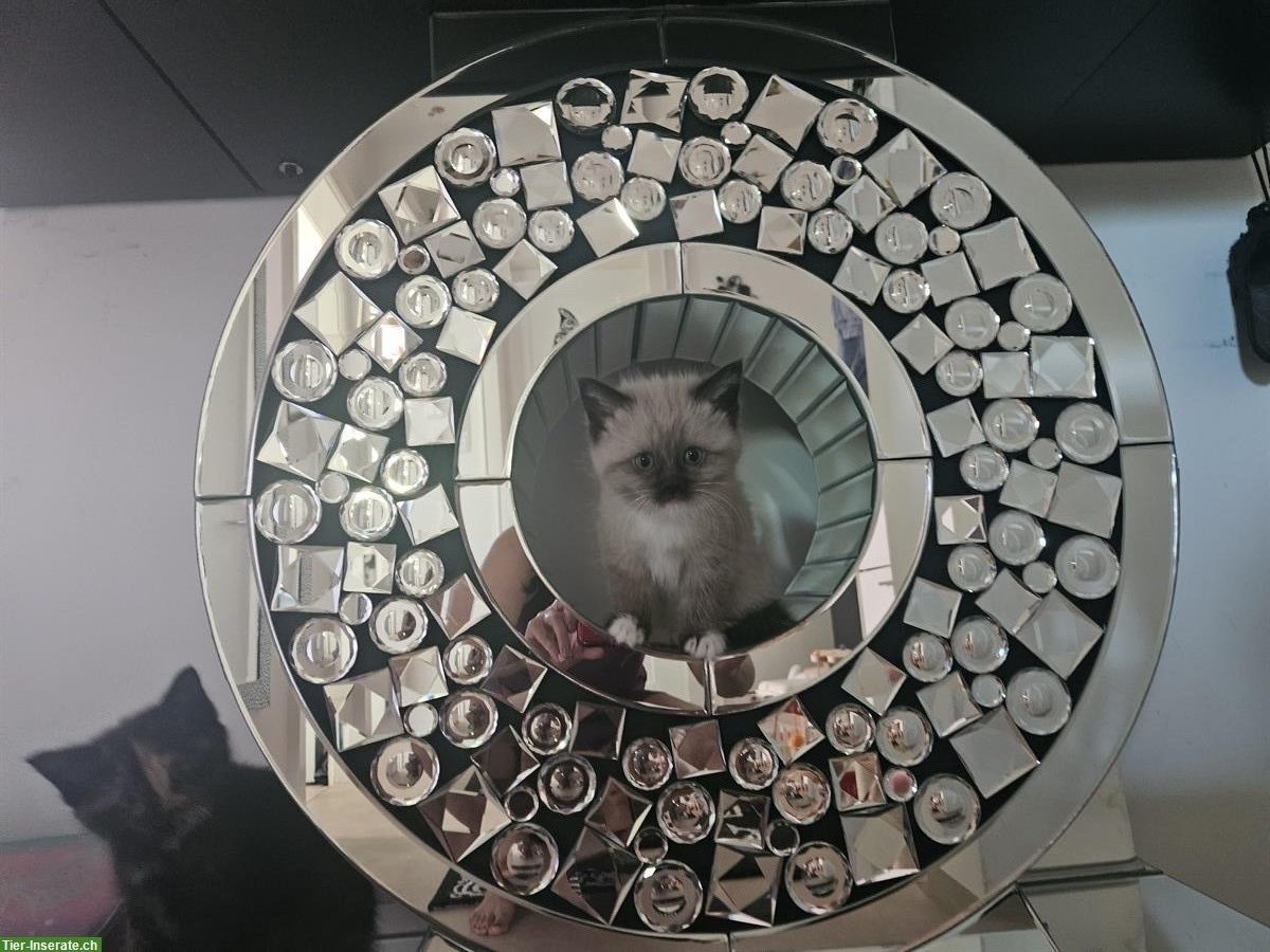 Bild 2: Wunderschöner Ragdoll Deckkater, reinrassig