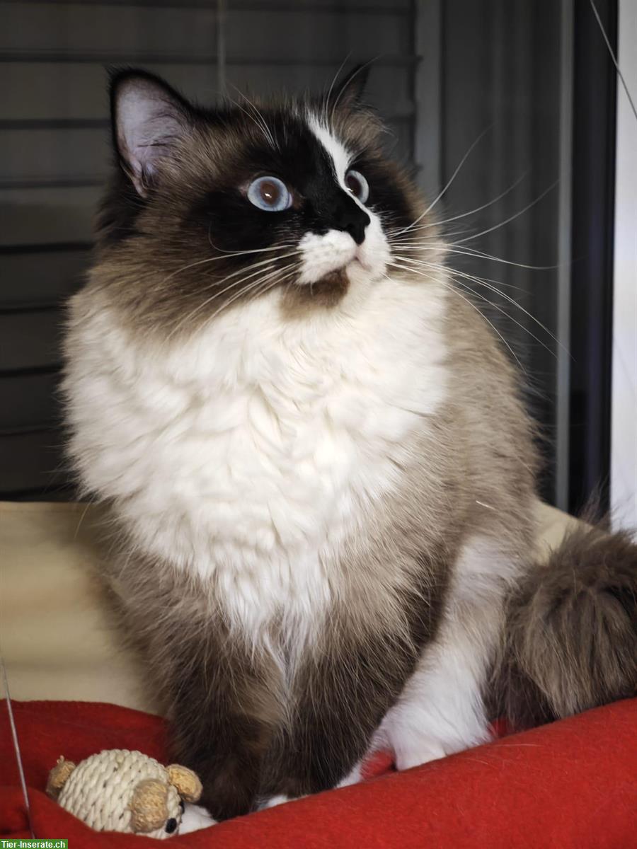 Bild 3: Wunderschöner Ragdoll Deckkater, reinrassig