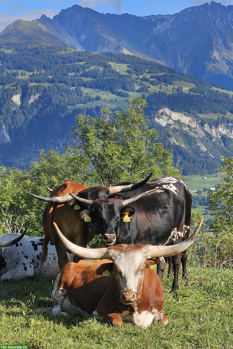Bild 5: Zahme Texas Longhorn Rinder zu verkaufen