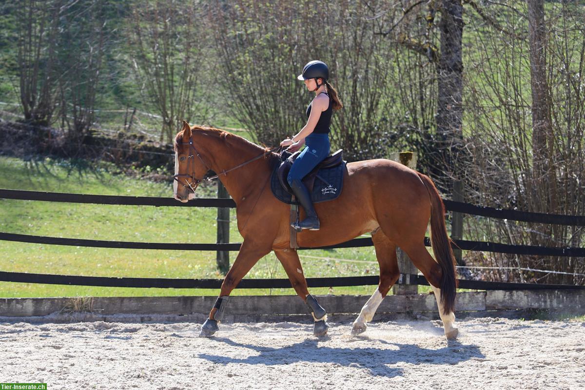 Bild 6: 7-jähriger CH-Warmblut Wallach zu verkaufen