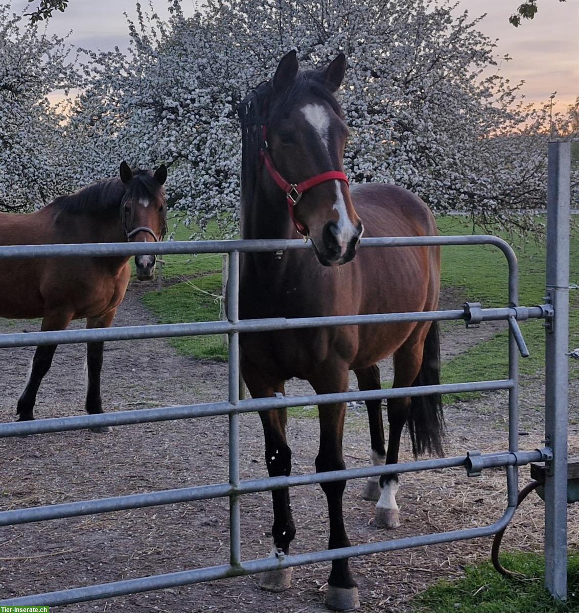 2 grosse Pferdeboxen auf Bauernhof frei in Mattstetten BE