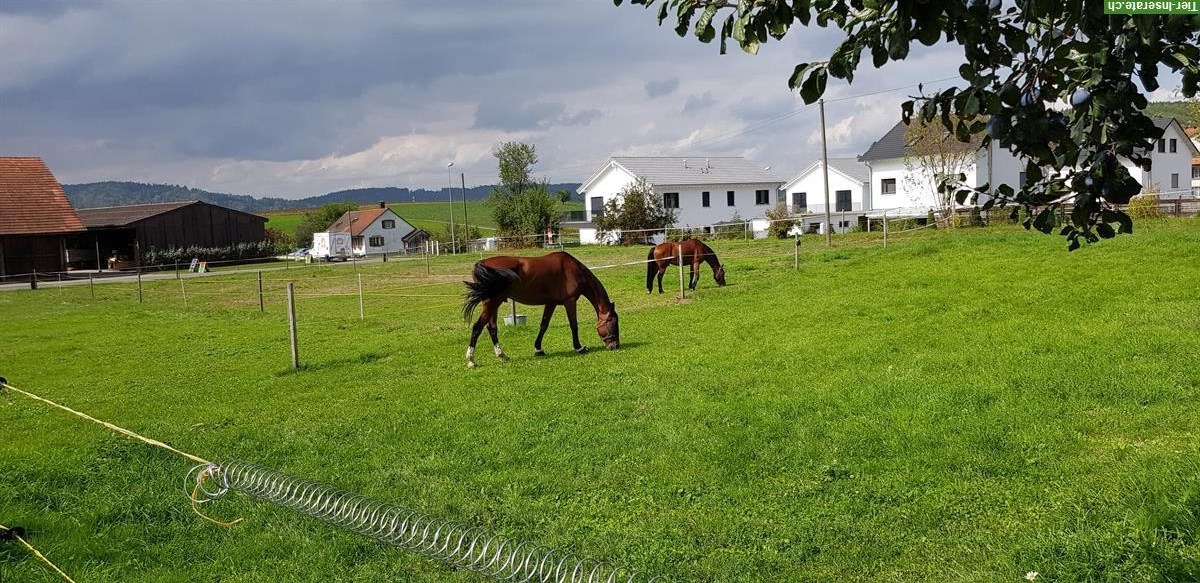Bild 3: Pferdebox mit direktem Auslauf in Egliswil AG