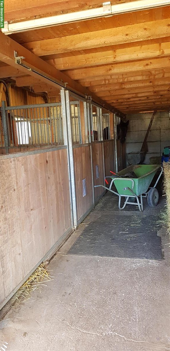 Bild 4: Pferdebox mit direktem Auslauf in Egliswil AG