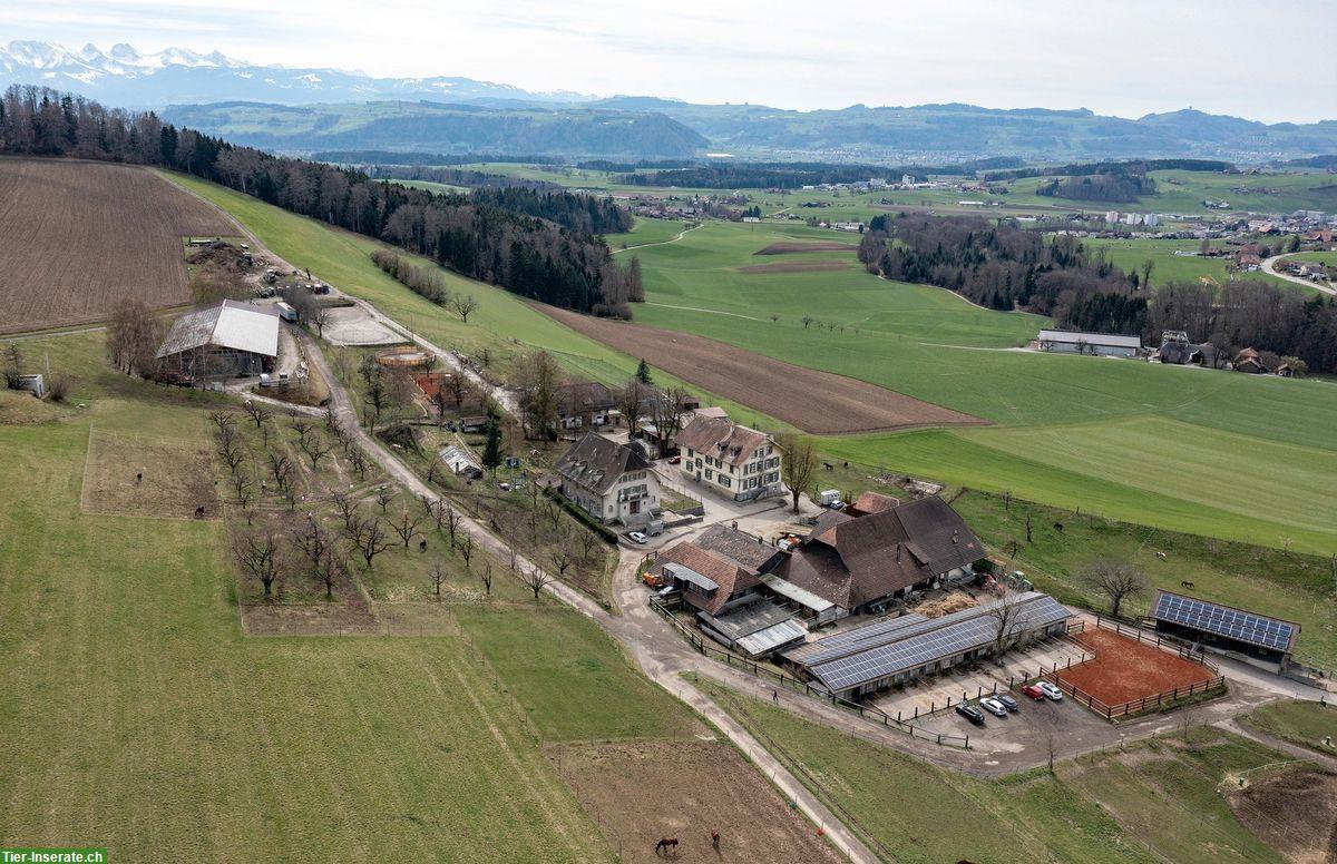 Bild 7: Freie Auslaufboxen ab Oktober in 3077 Enggistein bei Worb BE