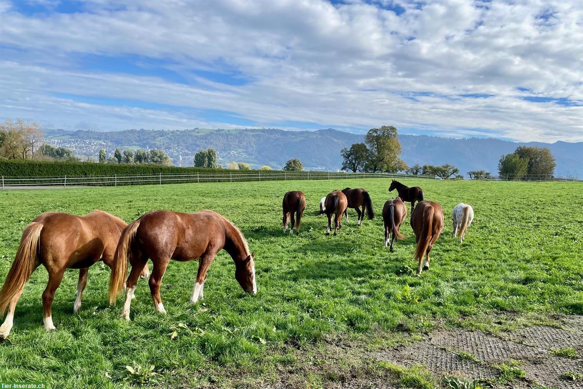Bild 2: Bieten Praktikumsstelle im einem Freiberger-Aufzuchtstall