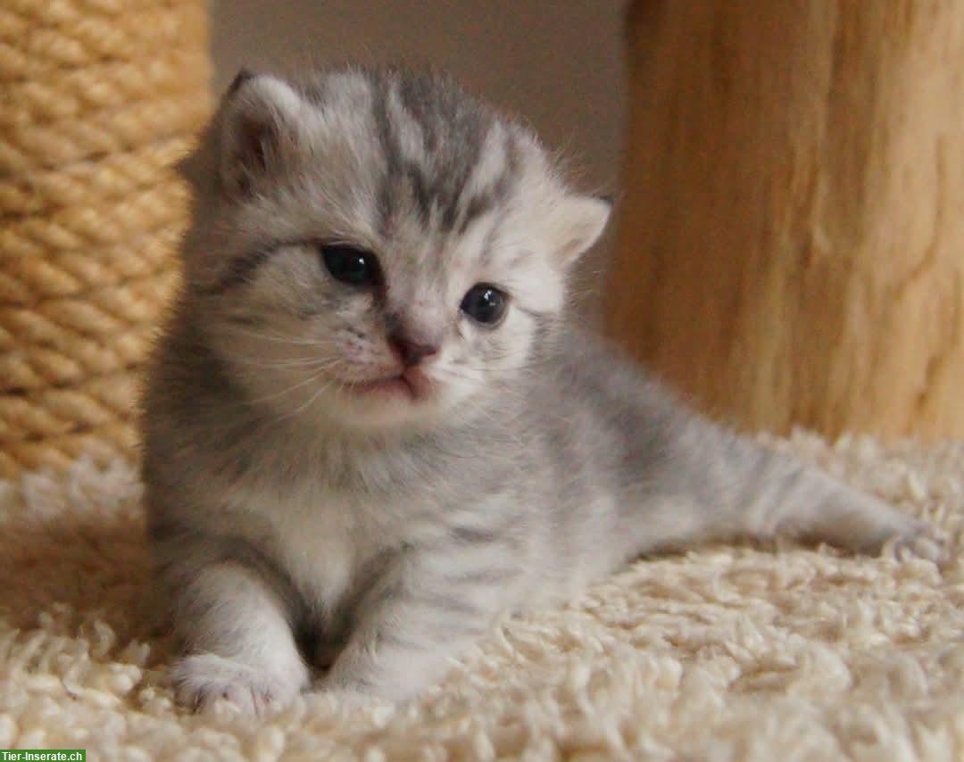 Bild 9: Reinrassige Britisch Kurzhaar Kitten vom Kragener Eck Zucht