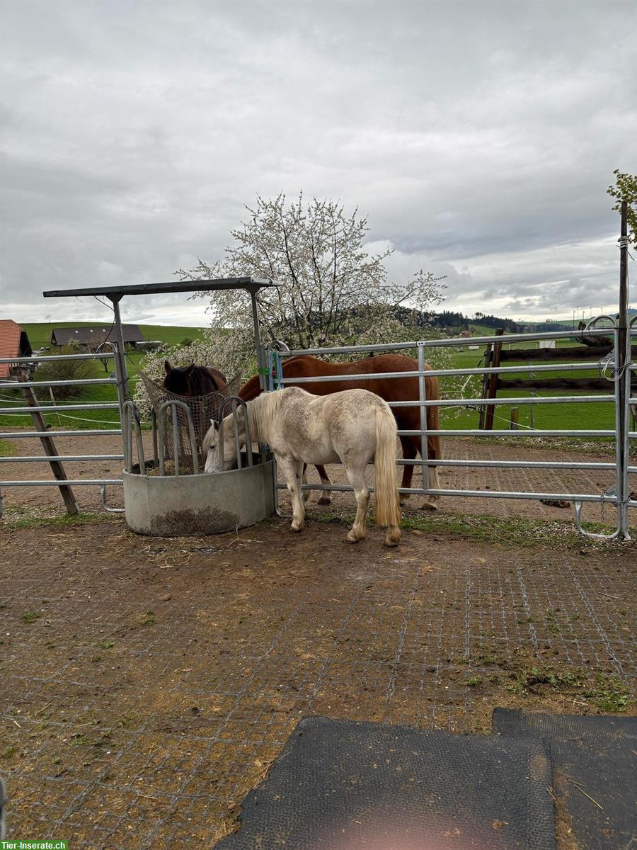 Bild 2: Offenstallplatz für Pony/Kleinpferd Teilversorgung, Biglen BE