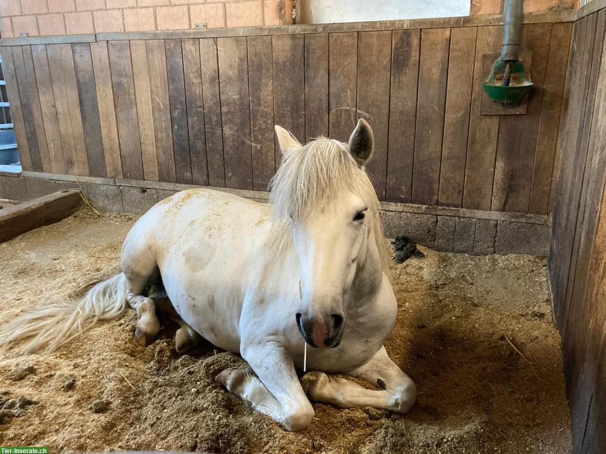Bild 3: Offenstallplatz für Pony/Kleinpferd Teilversorgung, Biglen BE