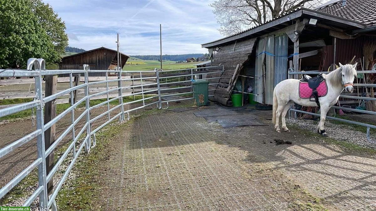 Bild 4: Offenstallplatz für Pony/Kleinpferd Teilversorgung, Biglen BE