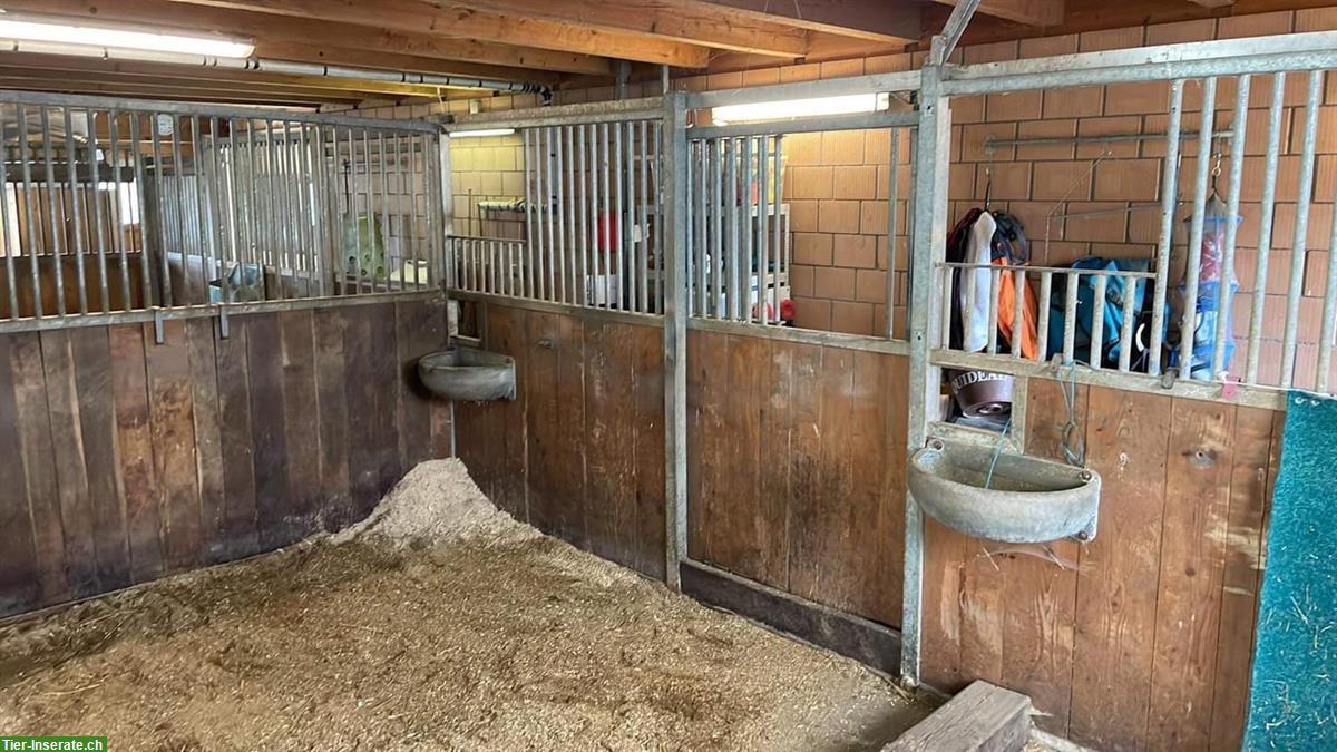 Bild 5: Offenstallplatz für Pony/Kleinpferd Teilversorgung, Biglen BE