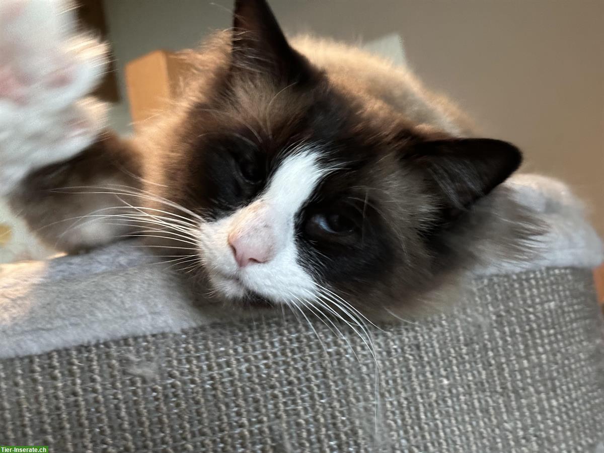 Bild 5: Ragdoll Deckkater mit Blutgruppe A