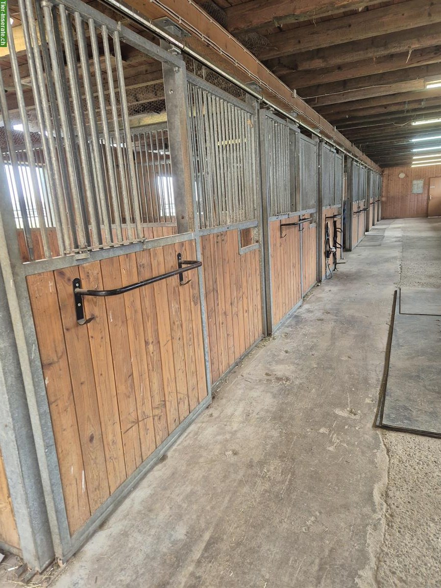 Bild 6: Paddockbox, Pferdestall, Pferdebox, Auslaufbox in Lottstetten