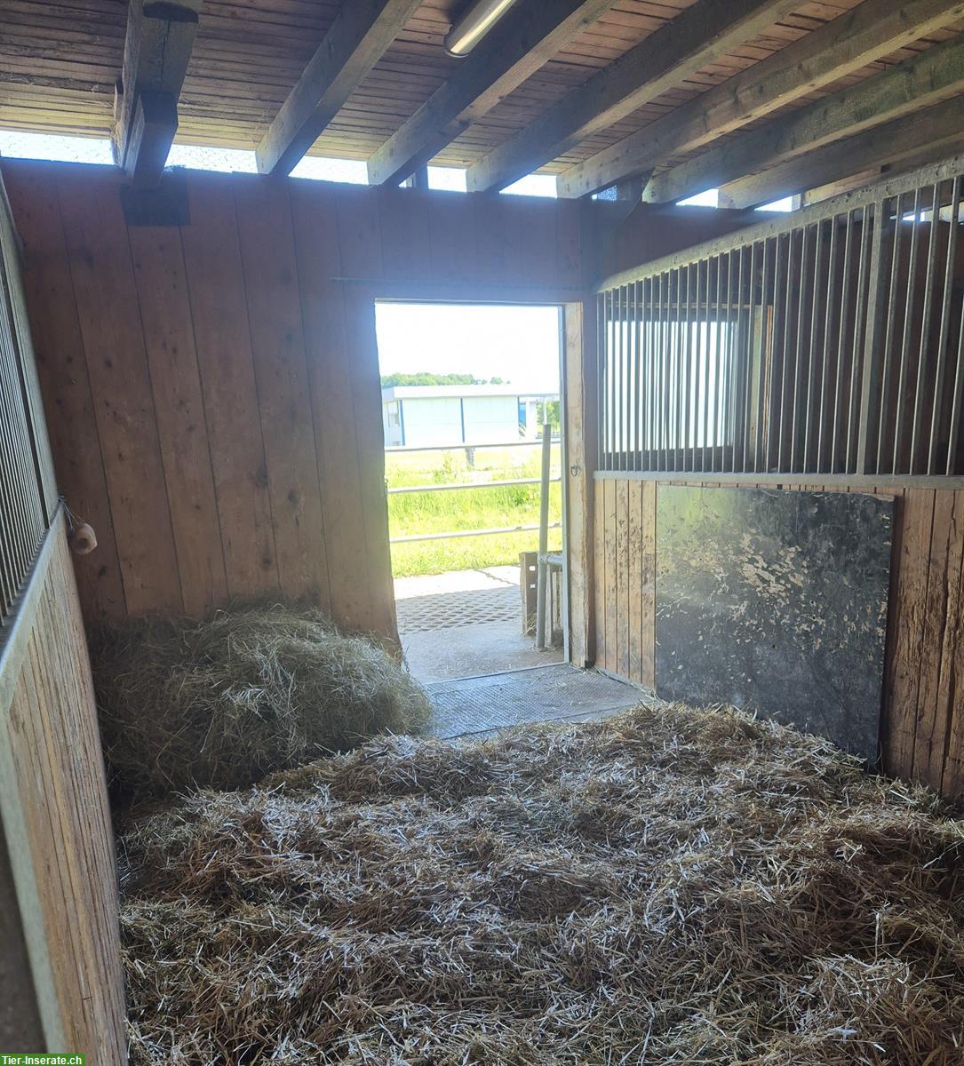 Bild 7: Paddockbox, Pferdestall, Pferdebox, Auslaufbox in Lottstetten