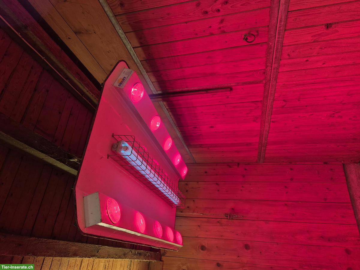 Bild 8: Paddockbox, Pferdestall, Pferdebox, Auslaufbox in Lottstetten