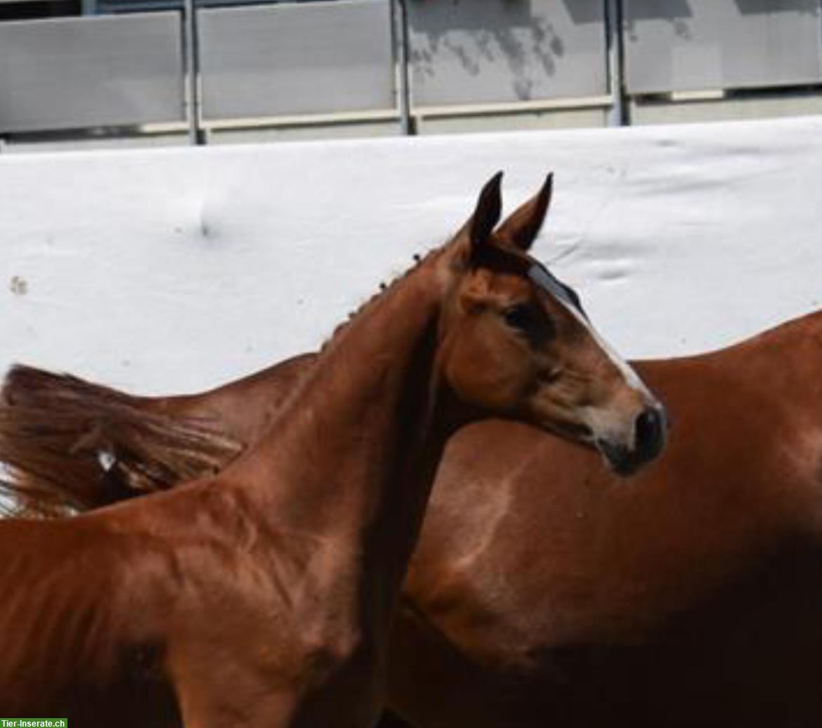 Bild 2: 1-jähriger CH-Warmblut Wallach von Colorit Z
