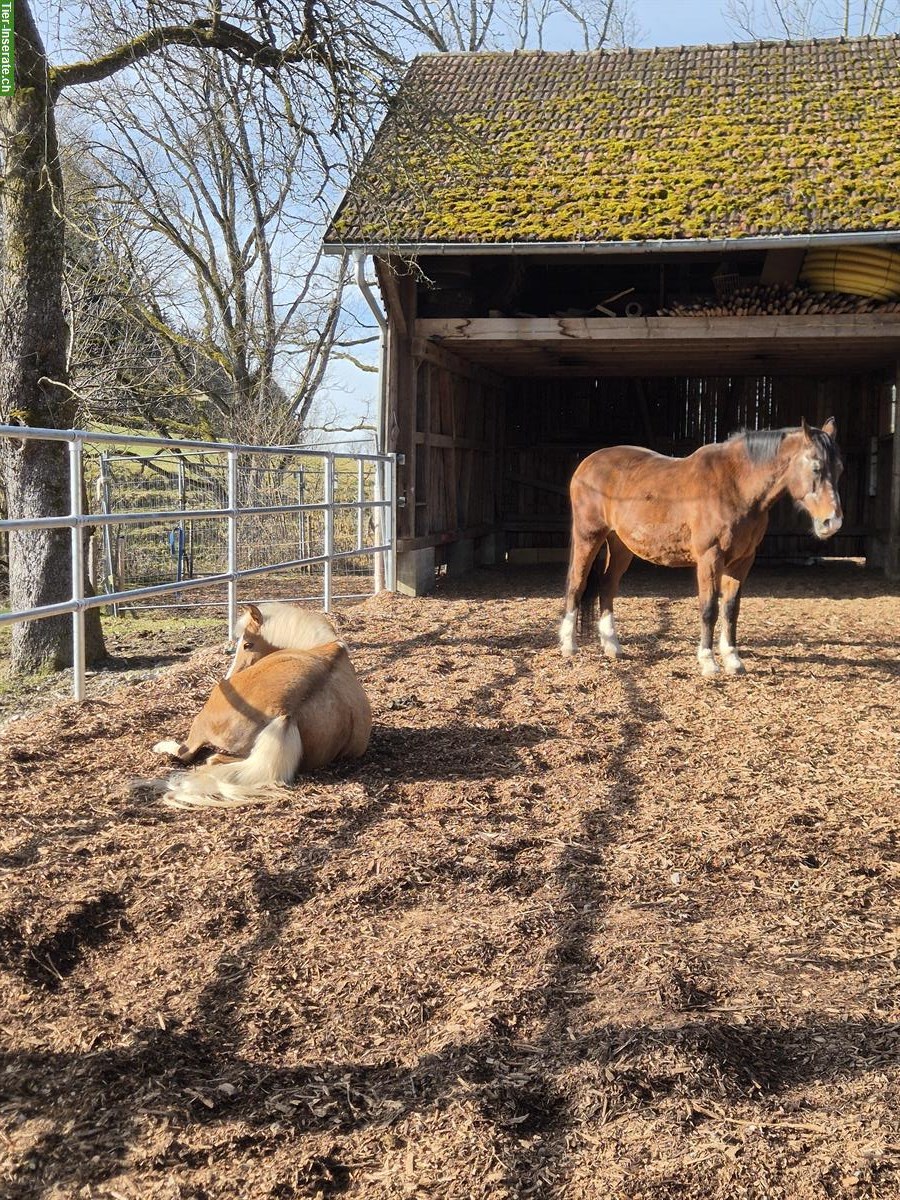 Bild 9: Pferdeboxen frei ab sofort in Wangen im Allgäu