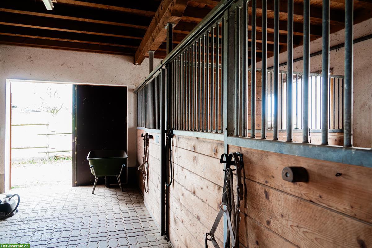 Bild 2: Biete Auslaufboxe für Pony-/ Kleinpferd, Oetwil am See ZH