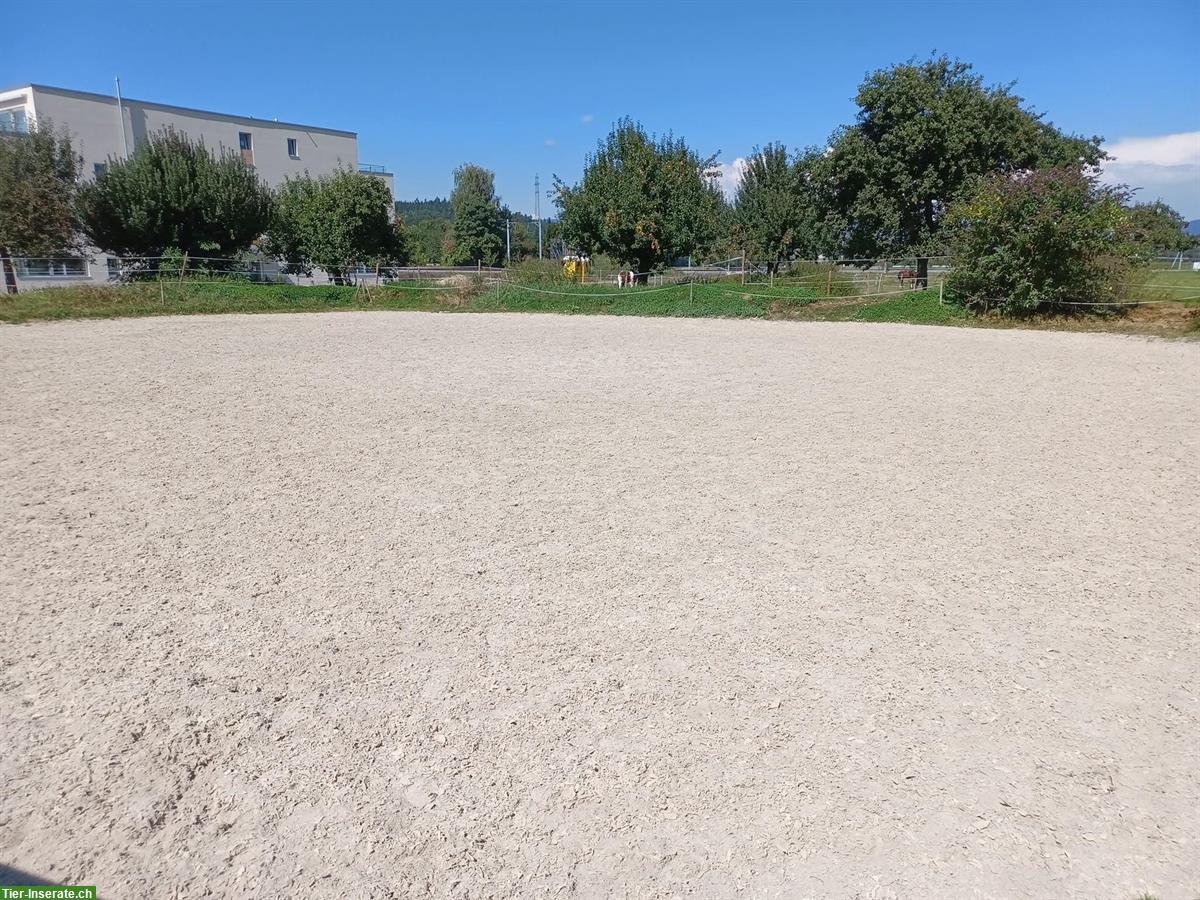 Bild 4: Pferdeboxen frei in Pensionsstall in Kölliken AG