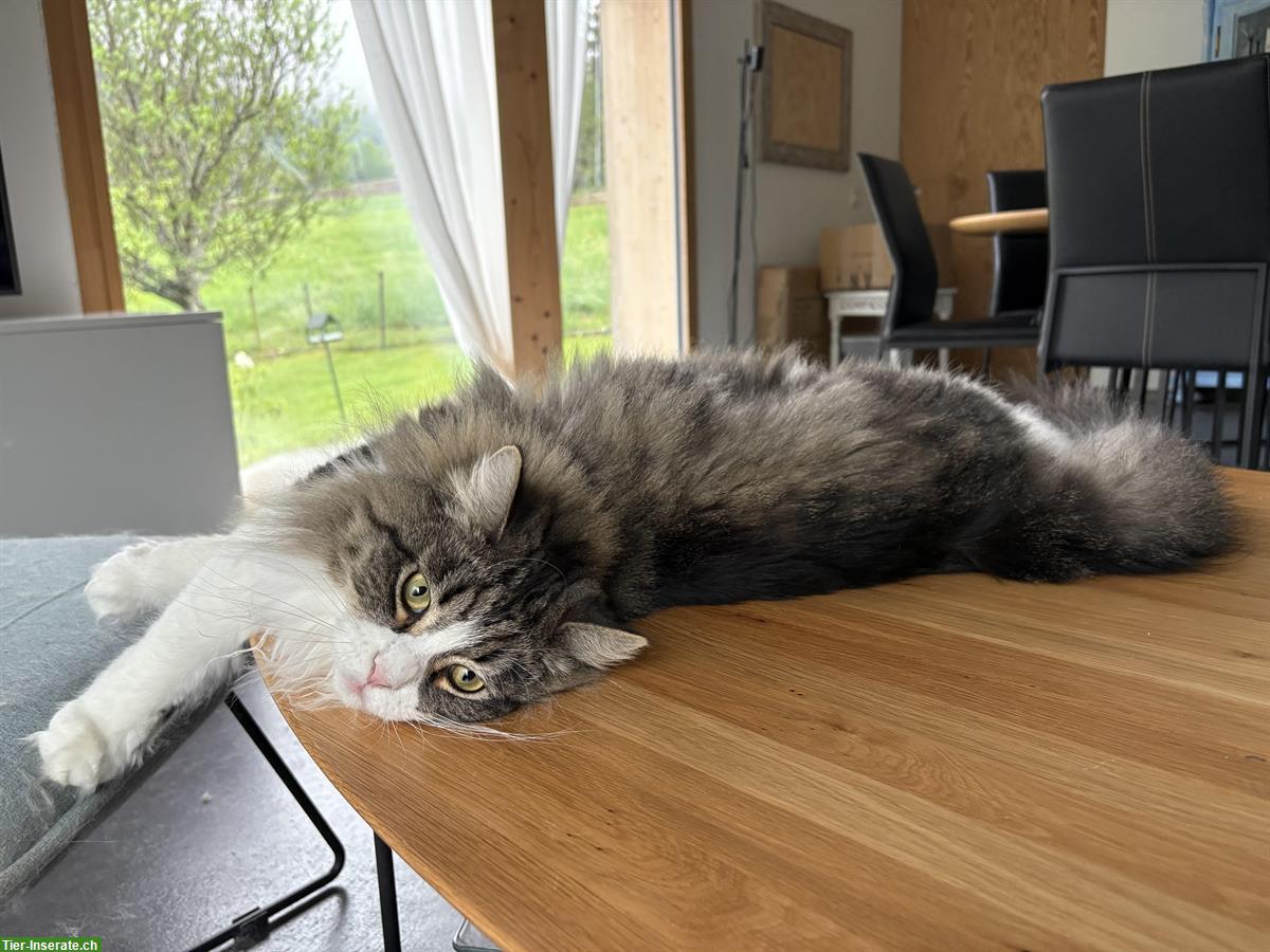 Bild 4: Junger Sibirischer Kater sucht seine Familie