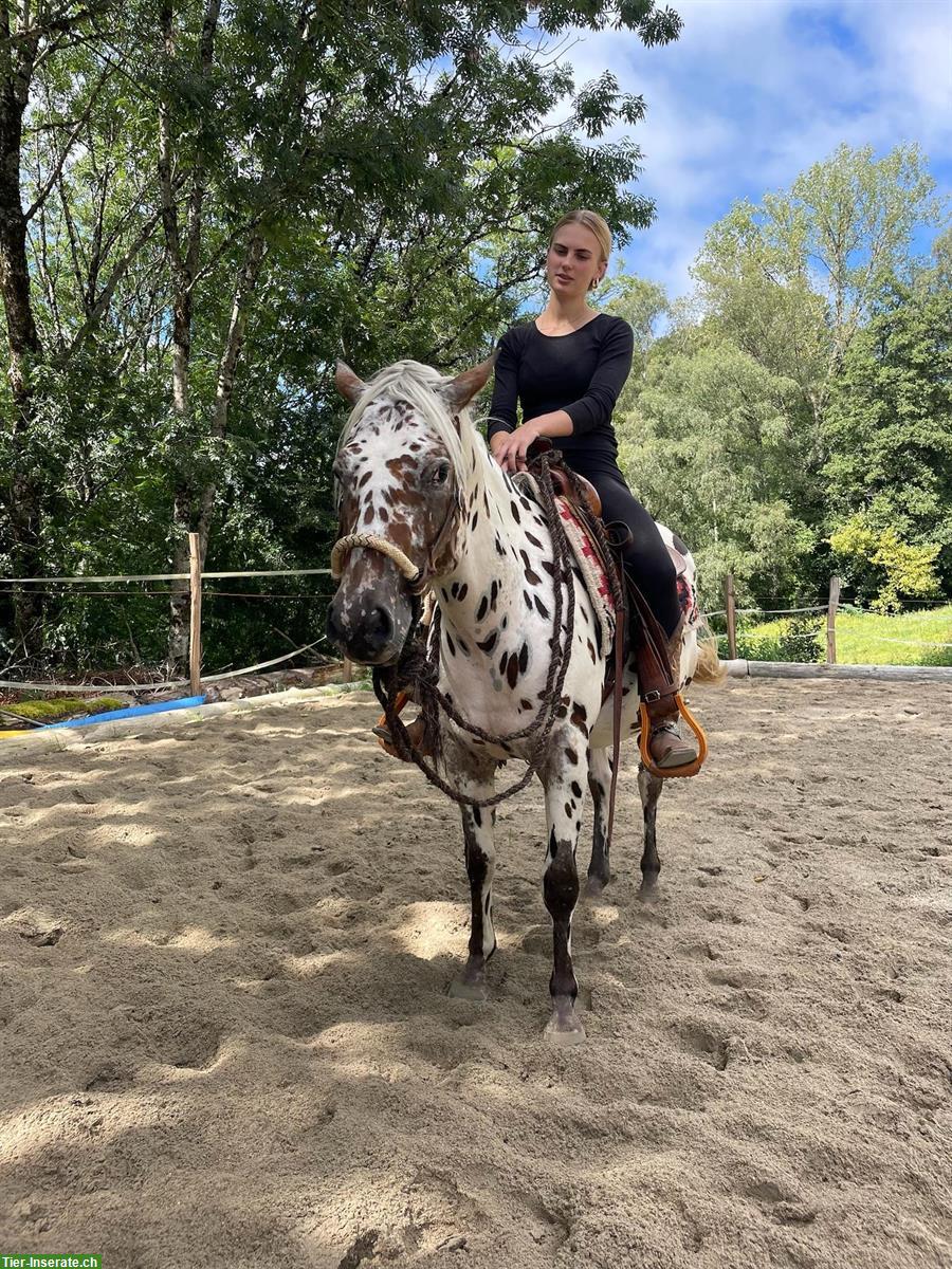 Pony of Americas Wallach, Therapie, Familien & Turnierpferd