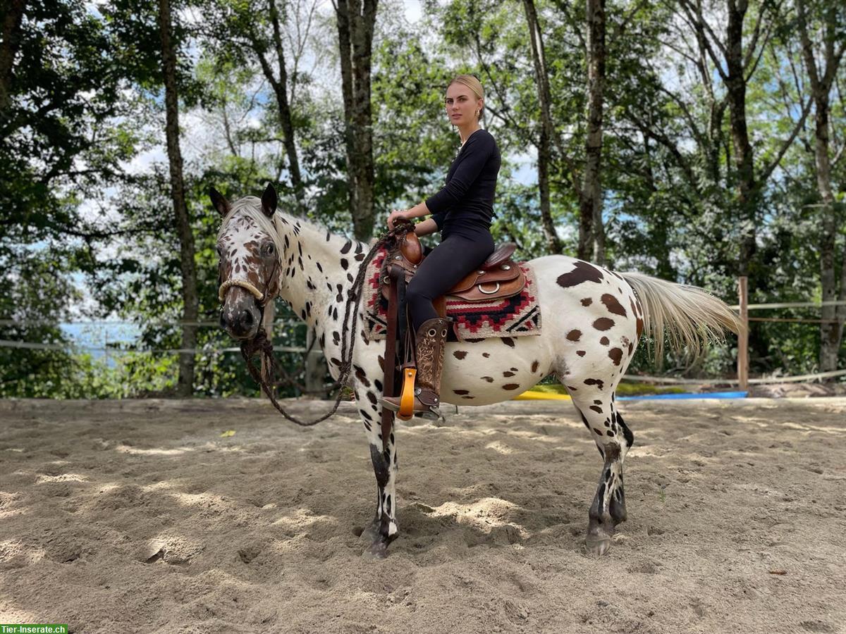 Bild 2: Pony of Americas Wallach, Therapie, Familien & Turnierpferd