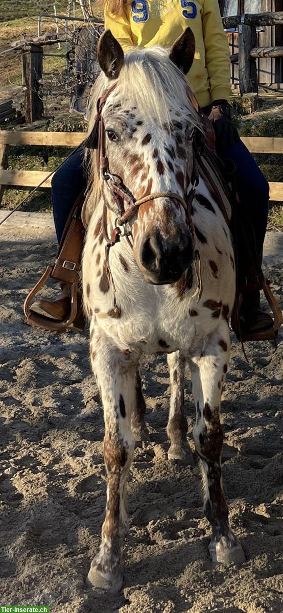 Bild 3: Pony of Americas Wallach, Therapie, Familien & Turnierpferd