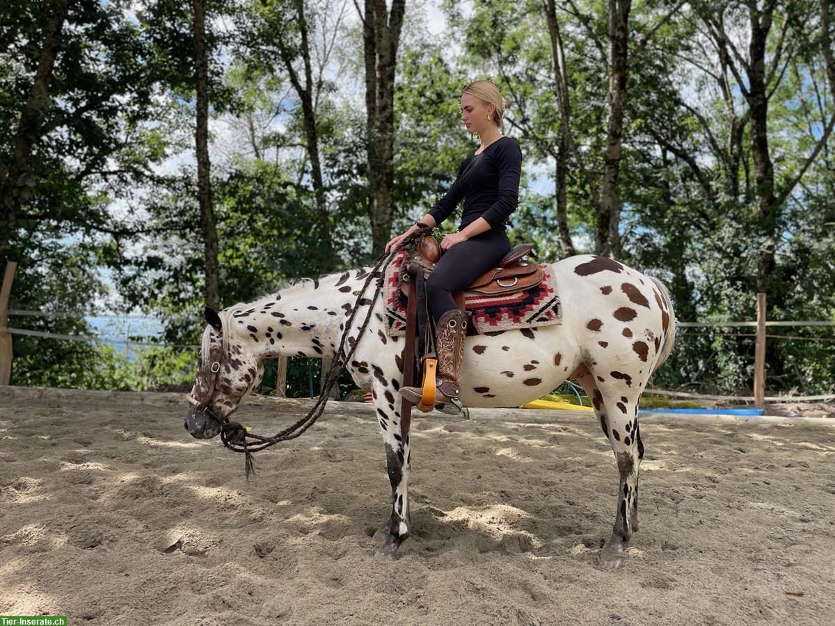 Bild 4: Pony of Americas Wallach, Therapie, Familien & Turnierpferd