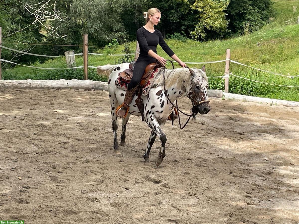 Bild 5: Pony of Americas Wallach, Therapie, Familien & Turnierpferd