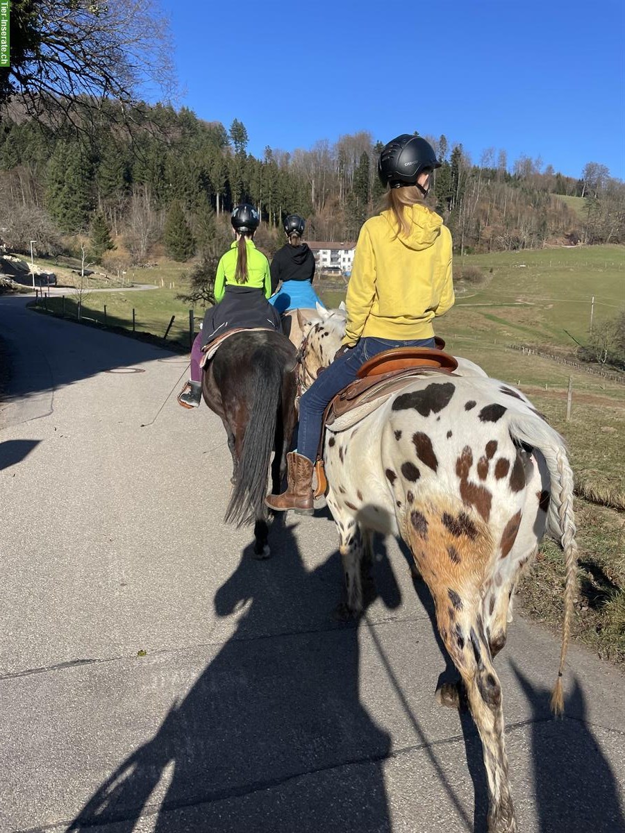 Bild 7: Pony of Americas Wallach, Therapie, Familien & Turnierpferd