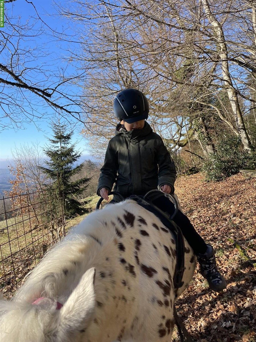 Bild 8: Pony of Americas Wallach, Therapie, Familien & Turnierpferd