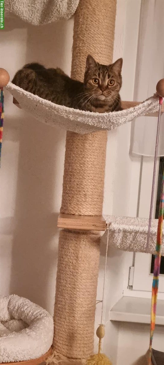 Bild 10: 2 BKH Katzen weiblich zu verkaufen