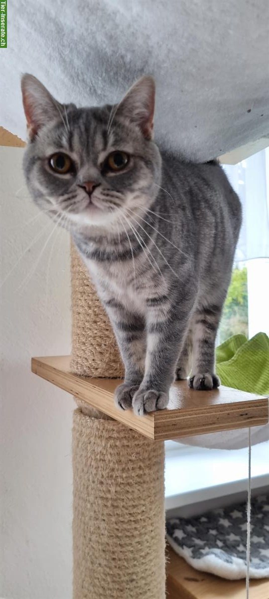 Bild 4: 2 BKH Katzen weiblich zu verkaufen