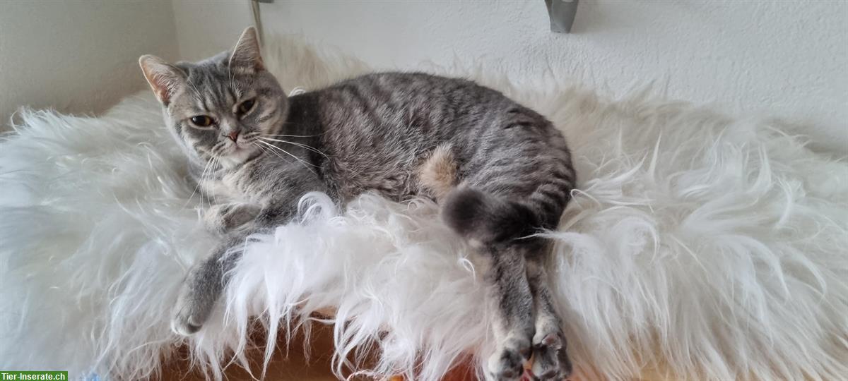 Bild 5: 2 BKH Katzen weiblich zu verkaufen