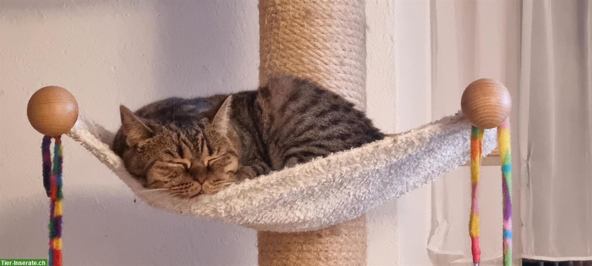 Bild 8: 2 BKH Katzen weiblich zu verkaufen