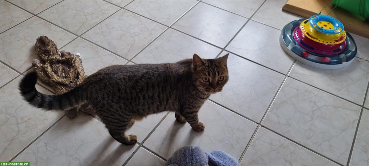 Bild 9: 2 BKH Katzen weiblich zu verkaufen