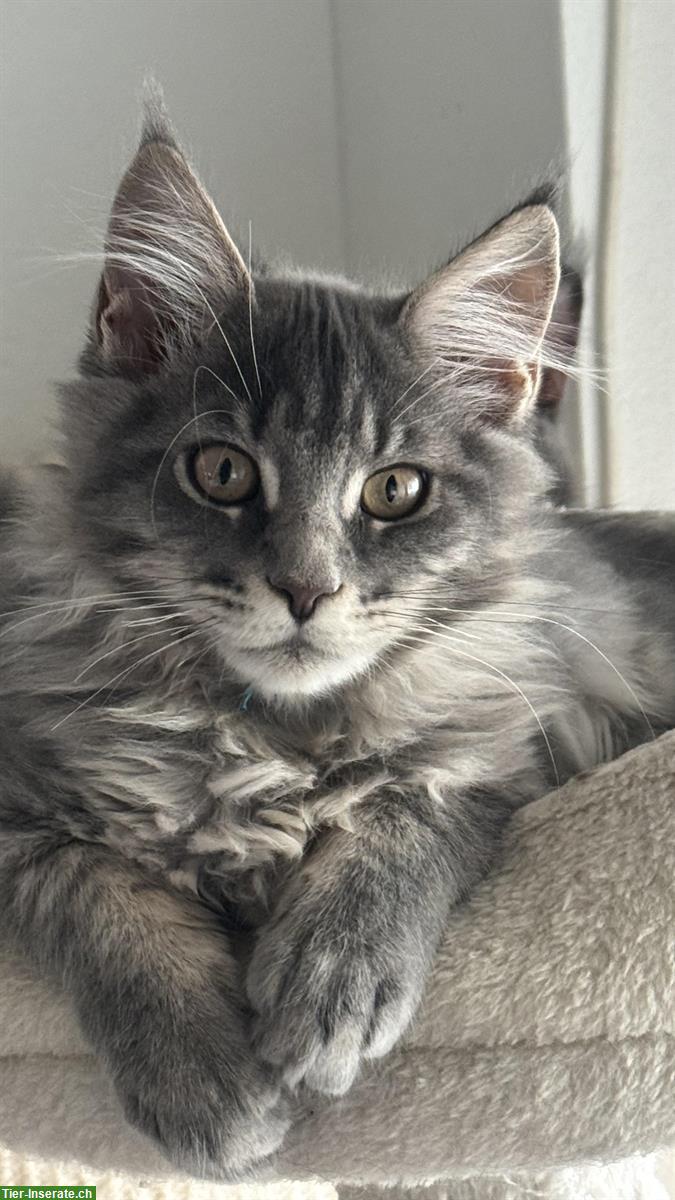 Bild 5: XXL Maine Coon Kitten mit Stammbaum
