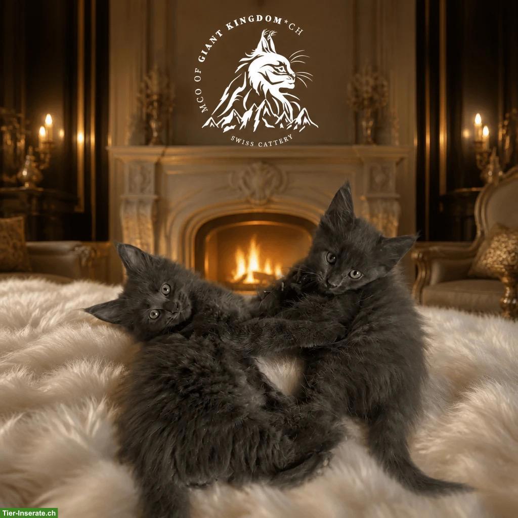 Bild 7: XXL Maine Coon Kitten mit Stammbaum