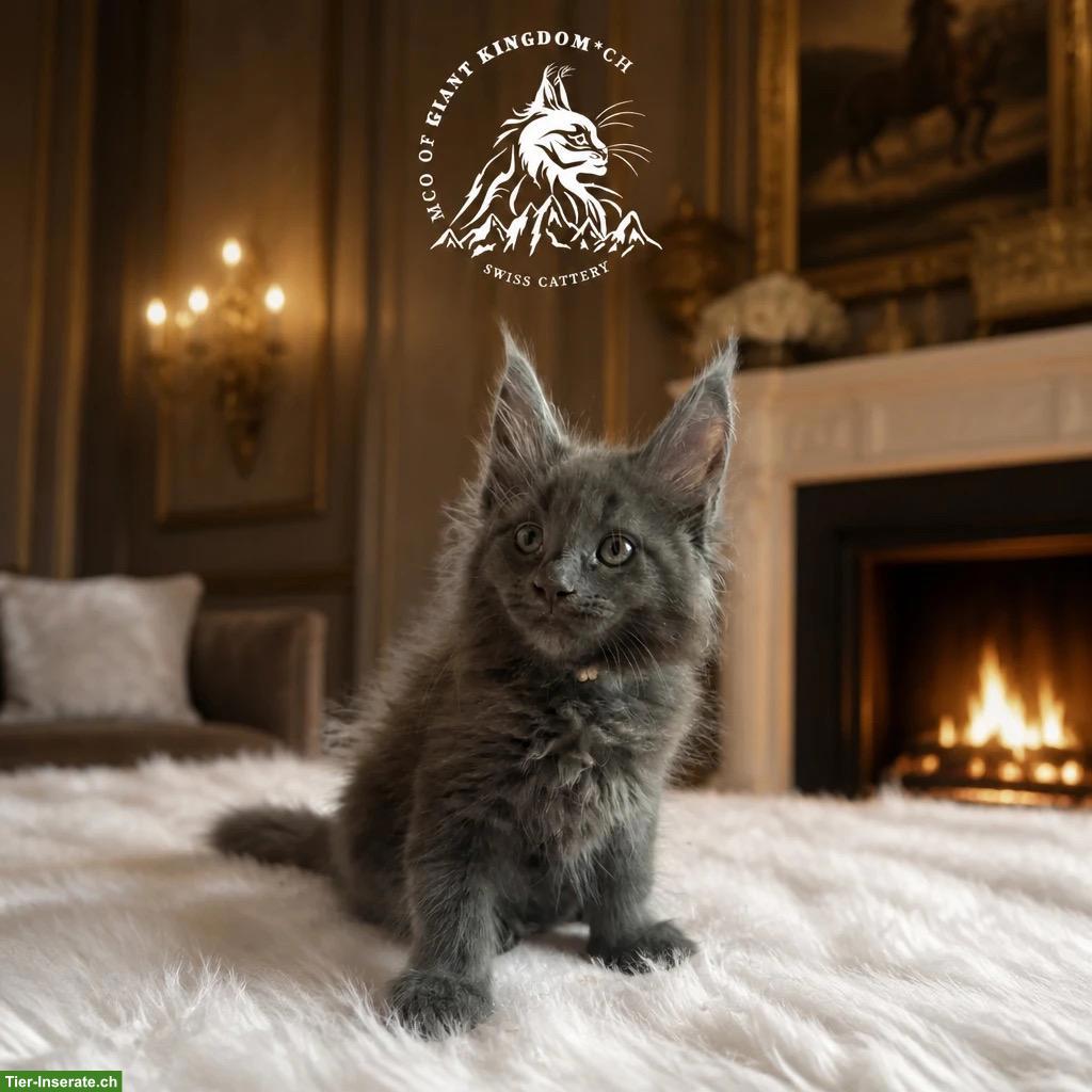 Bild 8: XXL Maine Coon Kitten mit Stammbaum