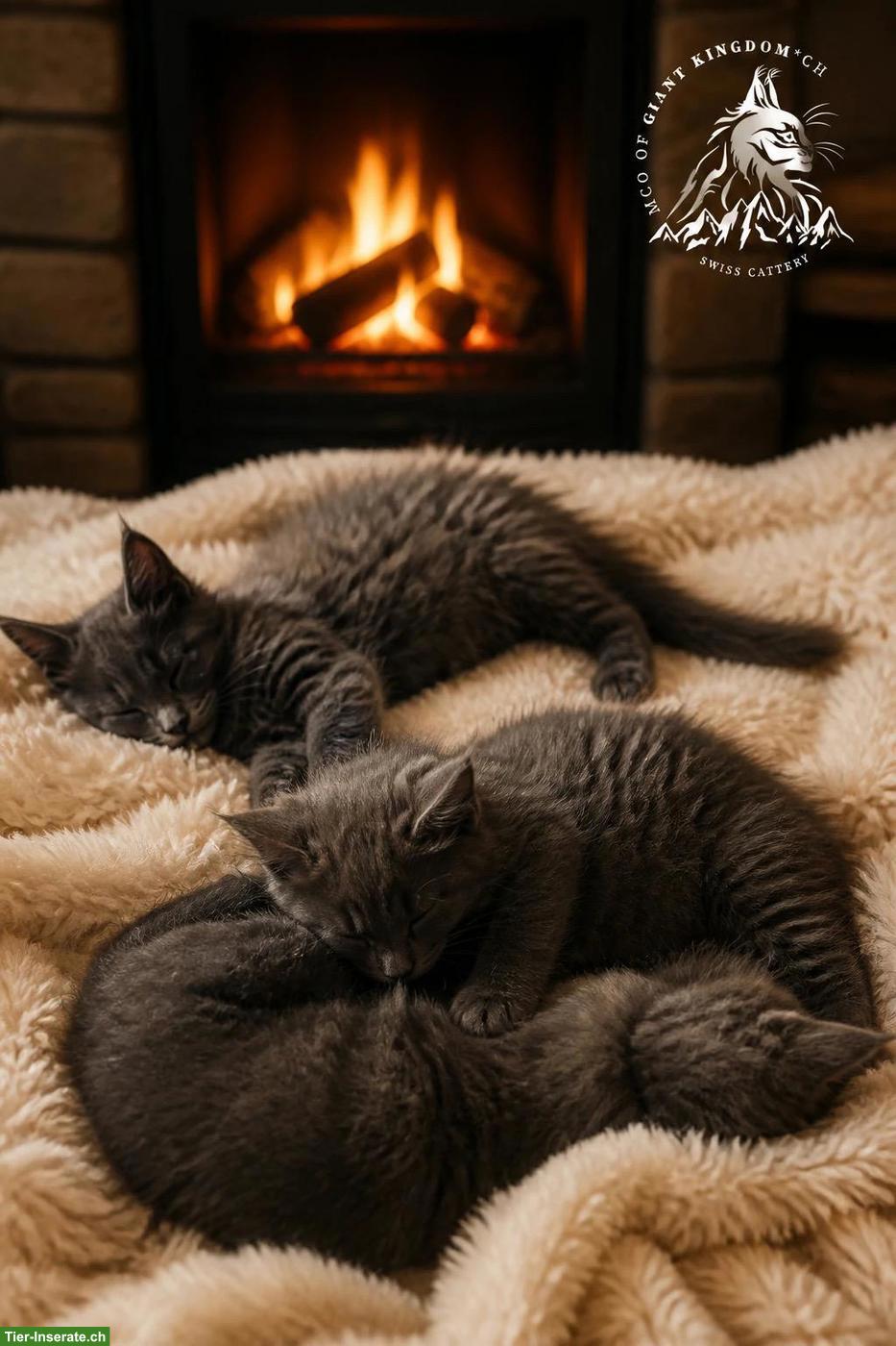 Bild 9: XXL Maine Coon Kitten mit Stammbaum