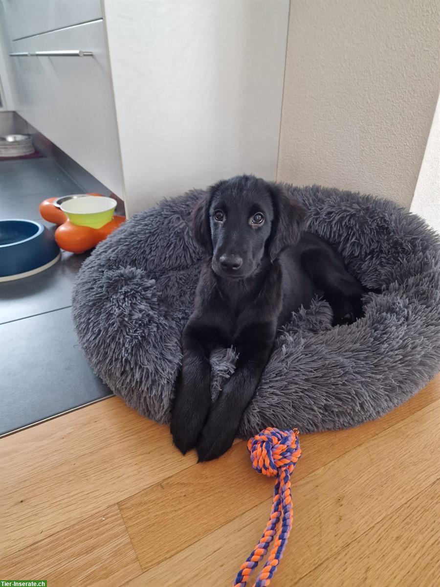 Bild 3: Flat Coated Retriever Welpen