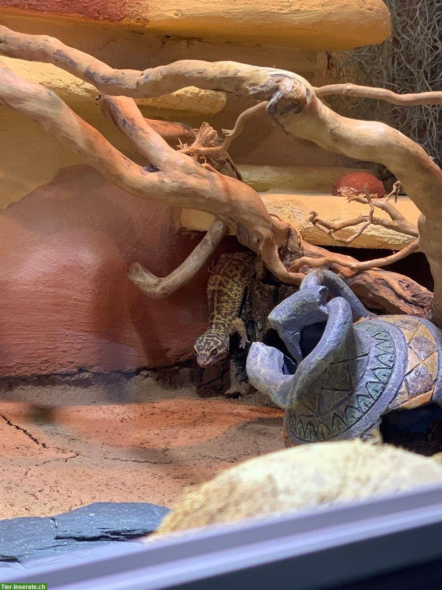 Bild 10: Leopardgecko, weiblich, Jahrgang 2008 sucht Zuhause